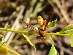 Polistes flavus
