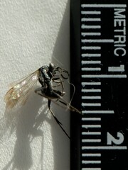 Agenioideus