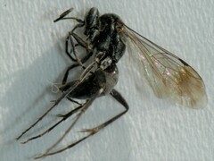 Agenioideus