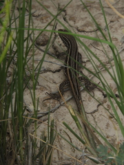 Liolaemus gracilis