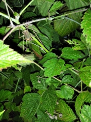 Ephippiger ephippiger