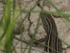Liolaemus gracilis