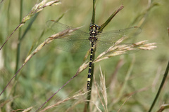 Synthemis eustalacta