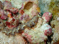 Pteraeolidia semperi