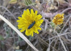 Psilothrix viridicoerulea