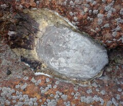 Magallana gigas