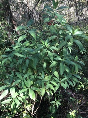 Psychotria tenuifolia