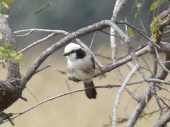 Eurocephalus ruppelli