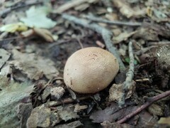 Scleroderma meridionale