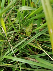 Hyla arborea