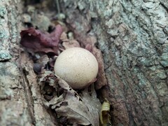 Scleroderma meridionale