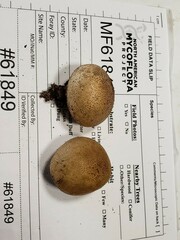 Scleroderma meridionale