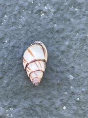 Drymaeus multilineatus