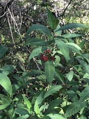 Psychotria tenuifolia