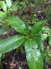 Caldcluvia paniculata
