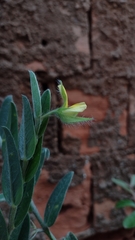 Crotalaria velutina