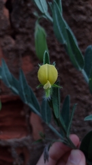 Crotalaria velutina