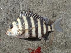 Archosargus probatocephalus