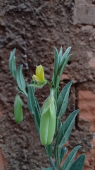 Crotalaria velutina