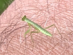 Orthodera