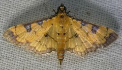 Ategumia ebulealis
