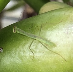 Orthodera