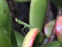Orthodera