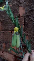Crotalaria velutina