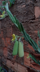 Crotalaria velutina