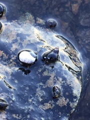 Littorina