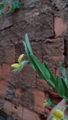 Crotalaria velutina