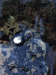 Littorina
