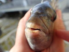 Archosargus probatocephalus