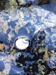 Littorina