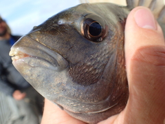 Archosargus probatocephalus