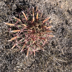 Ferocactus latispinus