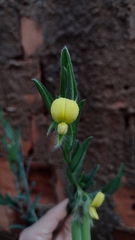 Crotalaria velutina