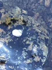 Littorina