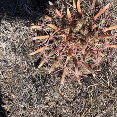 Ferocactus latispinus
