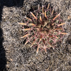 Ferocactus latispinus