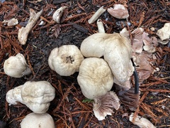 Agaricus hondensis