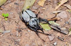 Dicronocephalus adamsi