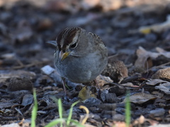 Zonotrichia leucophrys