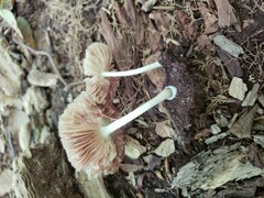 Pluteus septocystidiatus