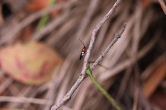 Callibracon capitator