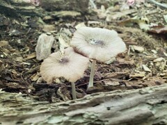 Pluteus septocystidiatus
