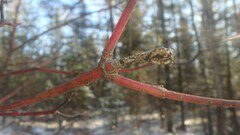 Neolasioptera cornicola