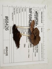 Pluteus septocystidiatus