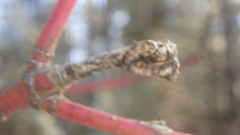 Neolasioptera cornicola