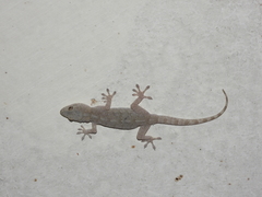 Gekko swinhonis